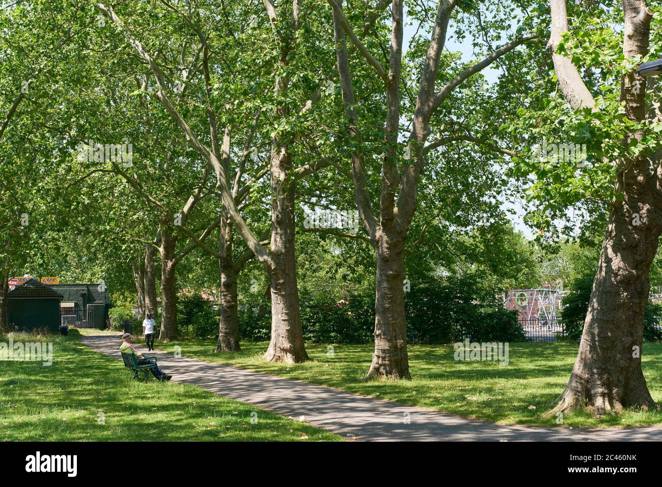 Bäume im Chestnuts Park, South Tottenham, im Londoner Stadtteil Haringey, im Norden Londons Stockfoto