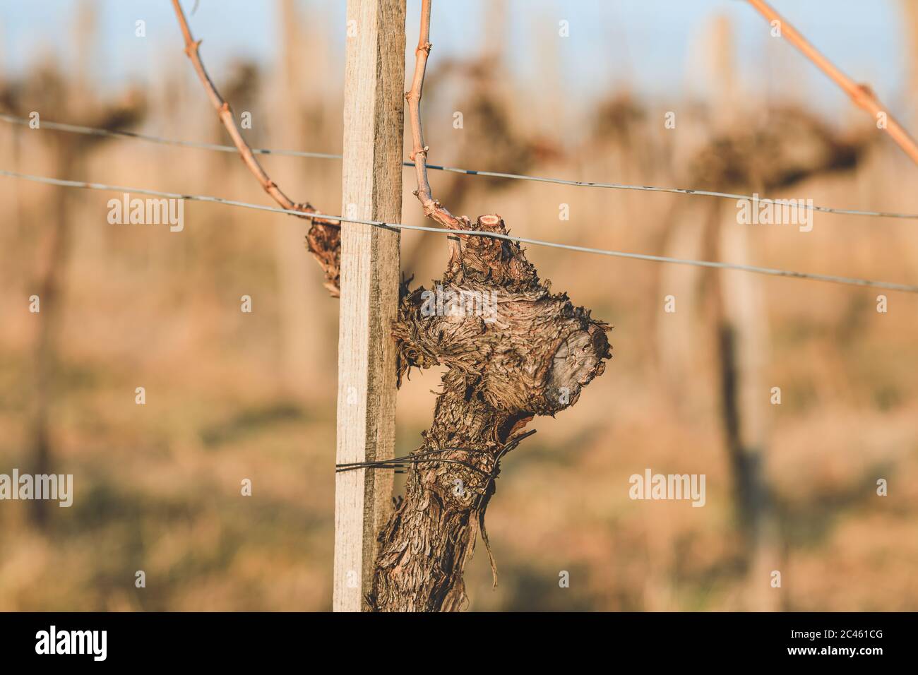 Leere Weinrebe im Winter mit Weinberg im Hintergrund Stockfoto