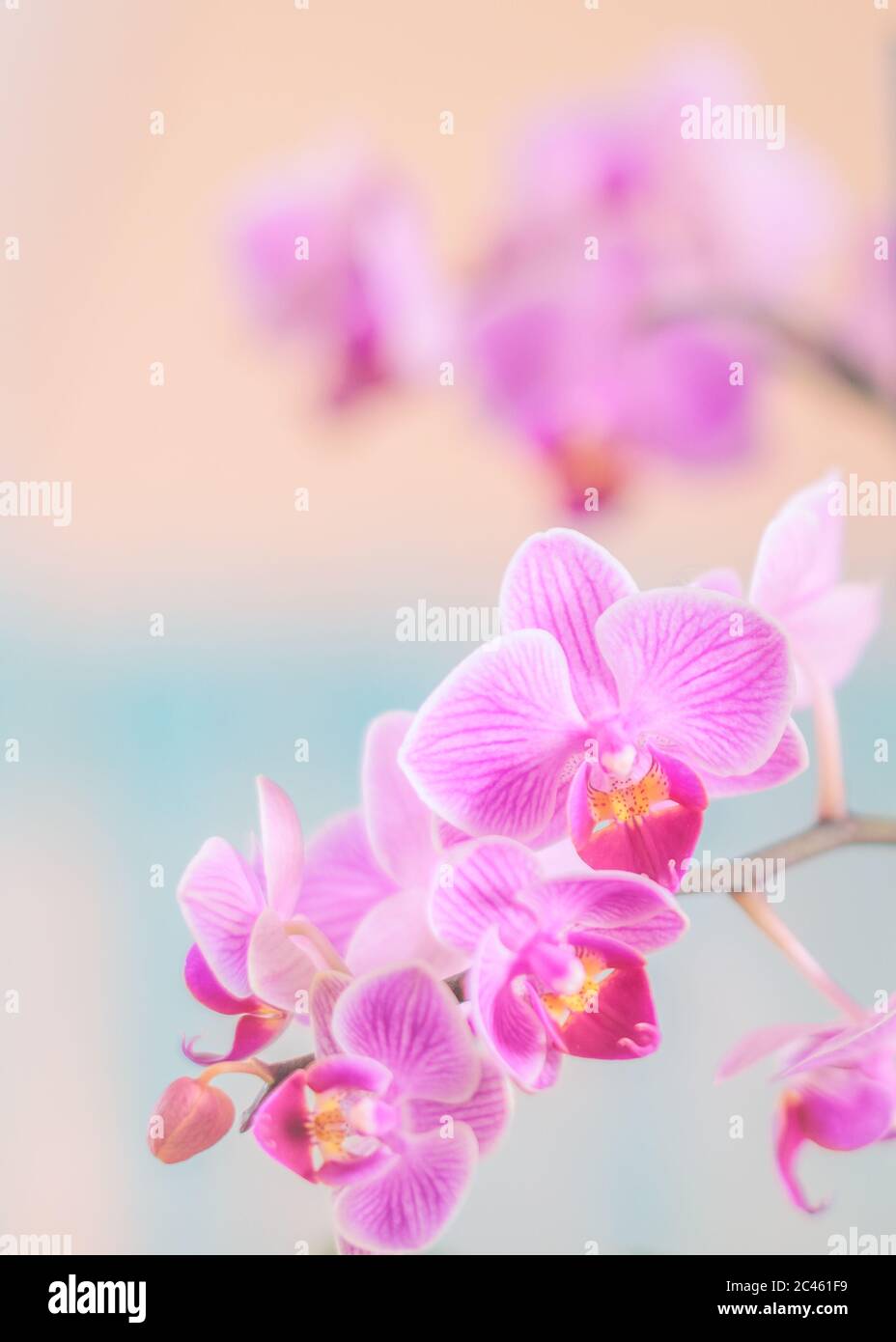 Rosa Orchidee vor pastellfarbenem Hintergrund und cremigem Bokeh Stockfoto
