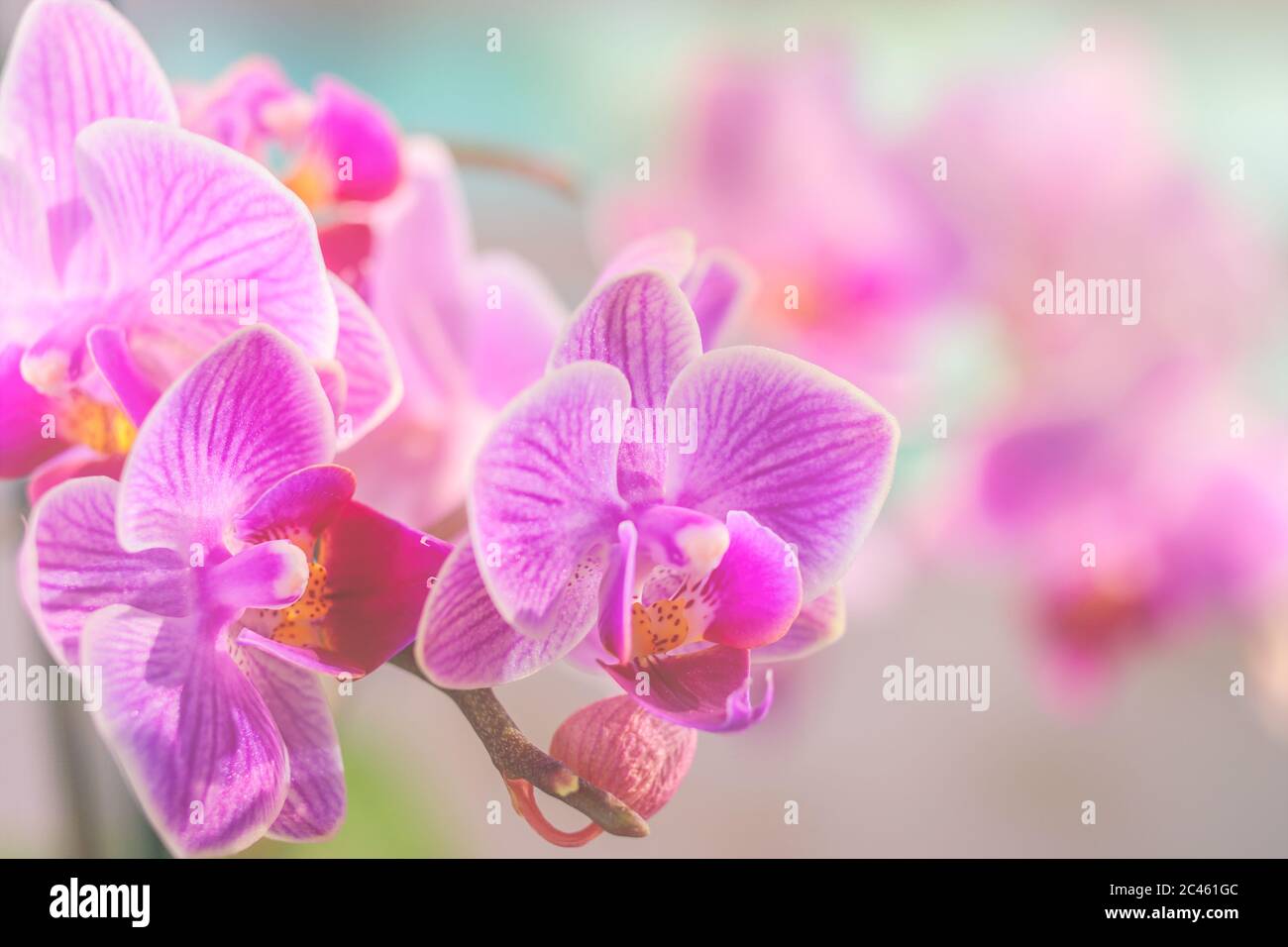 Rosa Orchidee vor pastellfarbenem Hintergrund und cremigem Bokeh Stockfoto