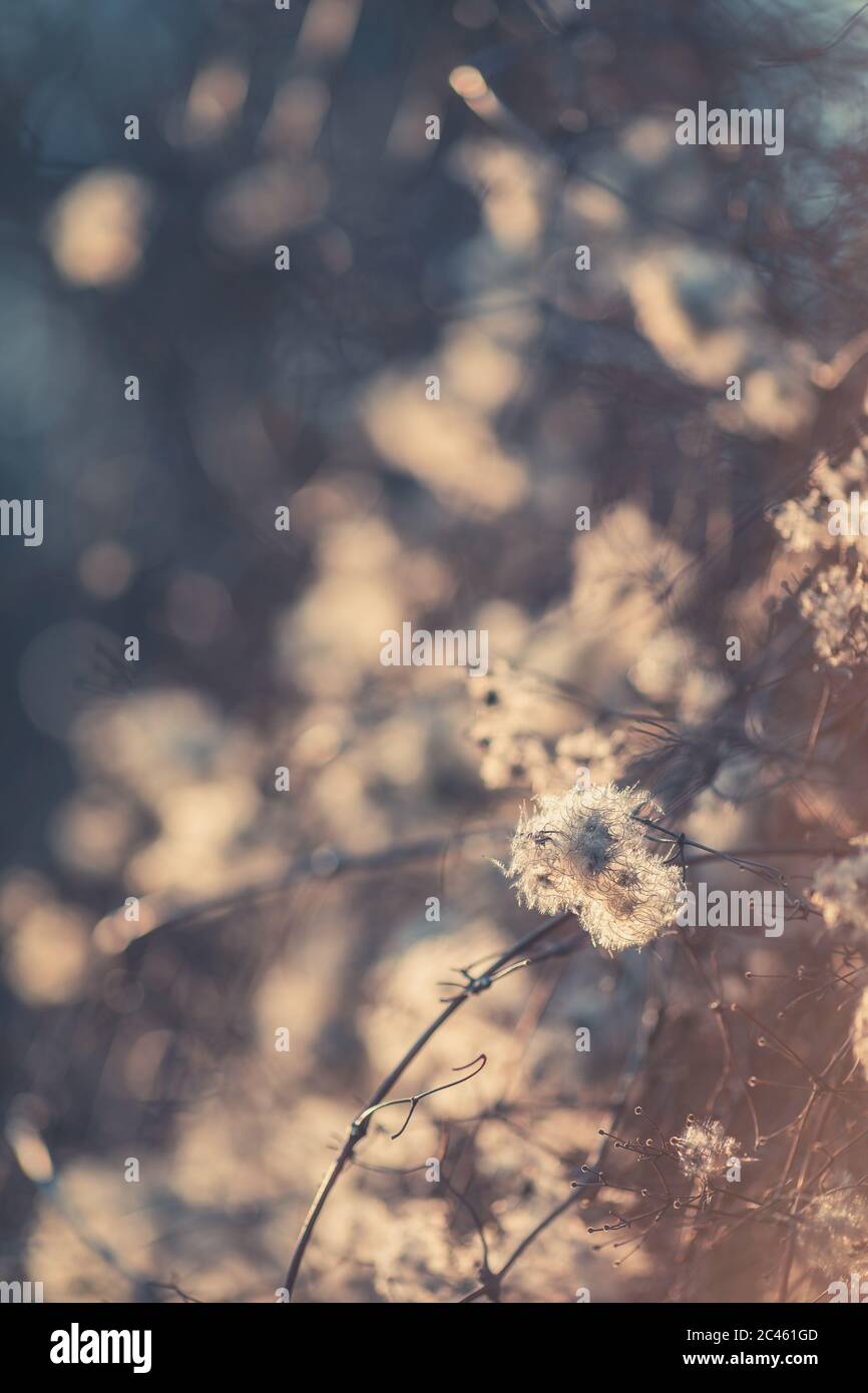 Selektiver Fokus des Pappus Haarfeldes mit weißen hinterleuchteten Disteln im Vordergrund Stockfoto