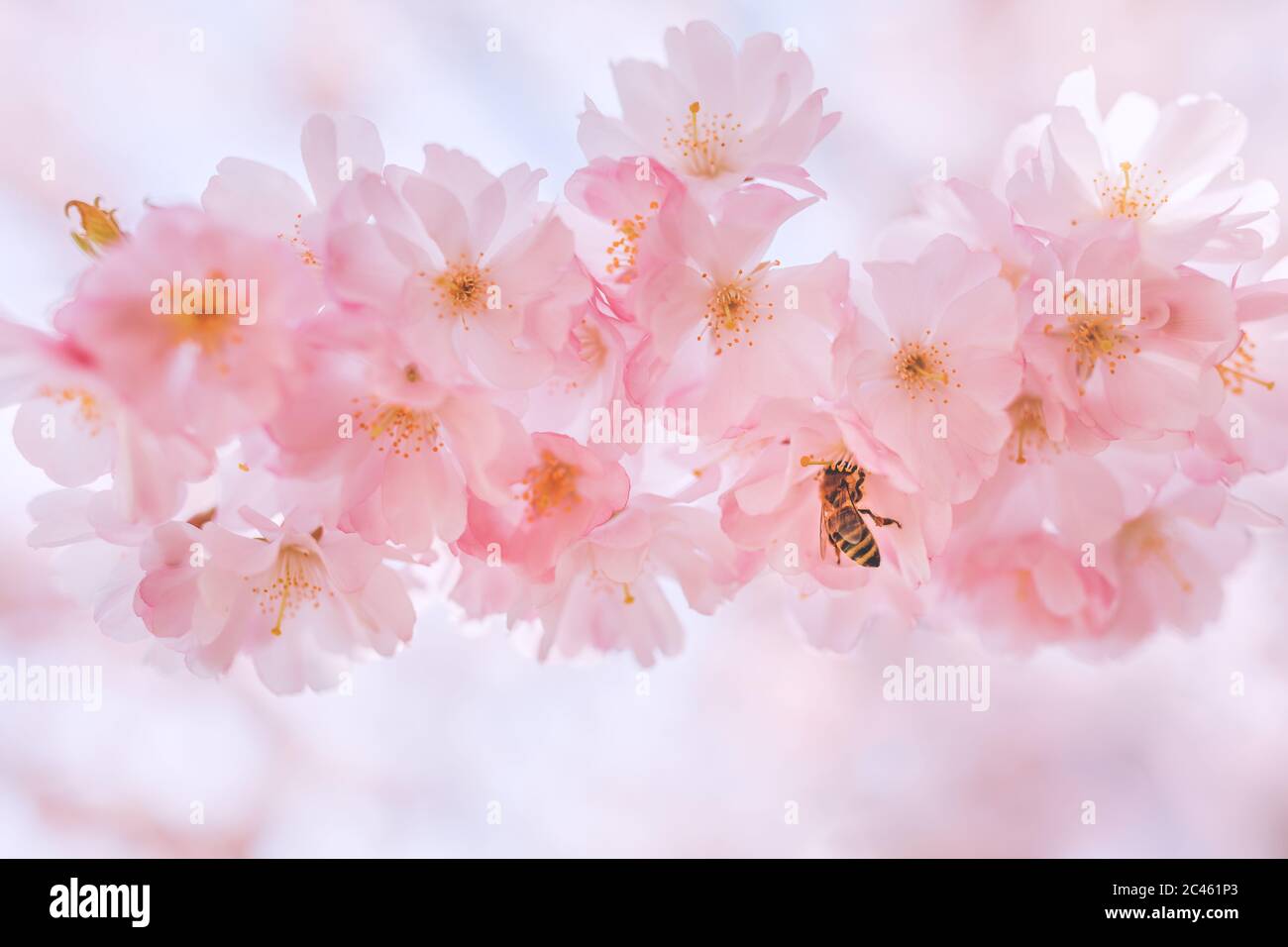 Gelbe Jacke Wespe Bestäubung schöne Rose blühende Blume Stockfoto