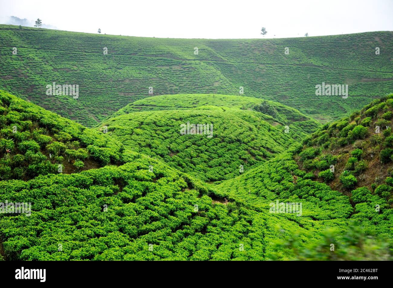 Lebendiges Grün Terassenförmig von Teeplantage auf dem Hügel in West Java im Pangrango Naturpark Stockfoto