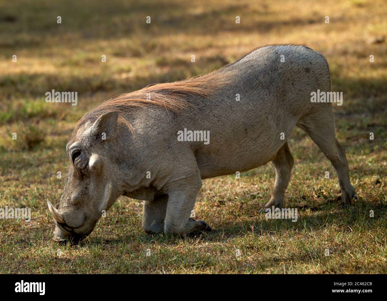 Kap warthog (phacochoerus aethiopicus), Laikipia County, Mount kenya, Kenia Stockfoto