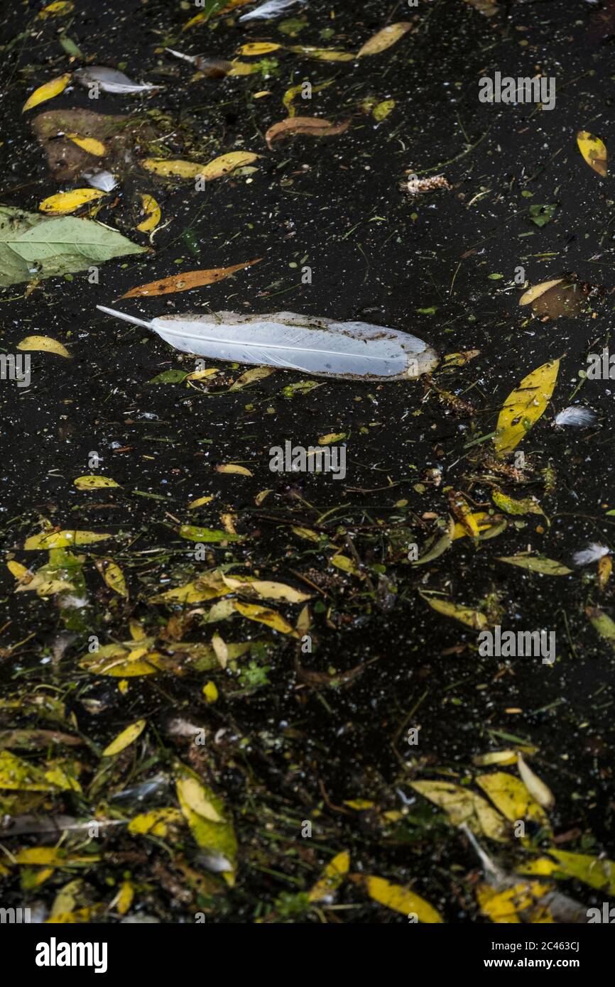 Verschiedene Blätter und die Feder einer europäischen Heringsmöwe, die auf der Oberfläche eines Sees schwimmt. Stockfoto