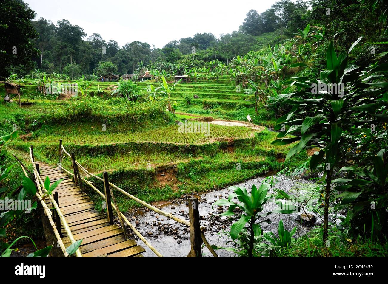 Landschaftlich schöner Blick auf die Reisterrassen in der Nähe des Flusses mit ländlicher Holzbrücke. West-Java, Indonesien Stockfoto