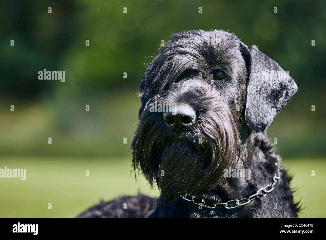 Porträt des Riesenschnauzer. Großer reinrassig Hund posiert im Sommer Natur. Stockfoto