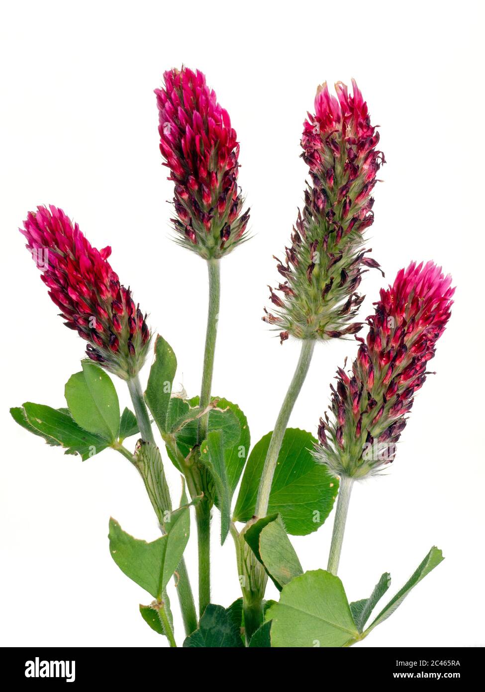 Trifolium incarnatum Crimson Clover May Norfolk Stockfoto