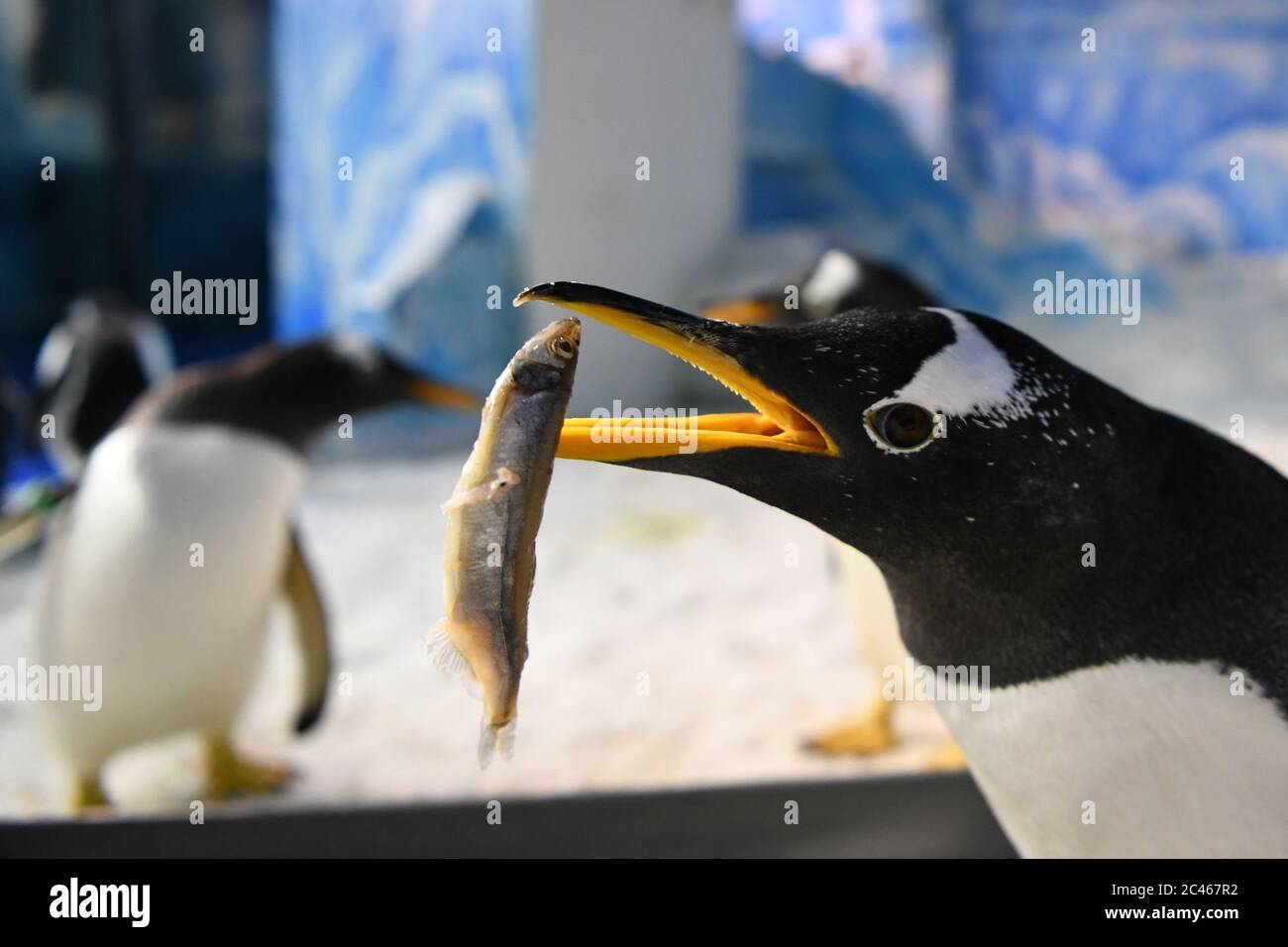 Harbin, Chinas Provinz Heilongjiang. Juni 2020. Ein Pinguin isst Fisch in 'Zongzi' im Harbin Polarland in Harbin, nordöstlich von Heilongjiang, 24. Juni 2020. Zongzi ist ein traditionelles chinesisches Essen aus klejezem Reis in Bambusblättern für die Gelegenheit des Drachenbootfest, das am 25. Juni dieses Jahres fällt verpackt gemacht. Mitarbeiter von Harbin Polarland bereiteten spezielle "Fish Zongzi" Pinguine zu. Quelle: Wang Jianwei/Xinhua/Alamy Live News Stockfoto