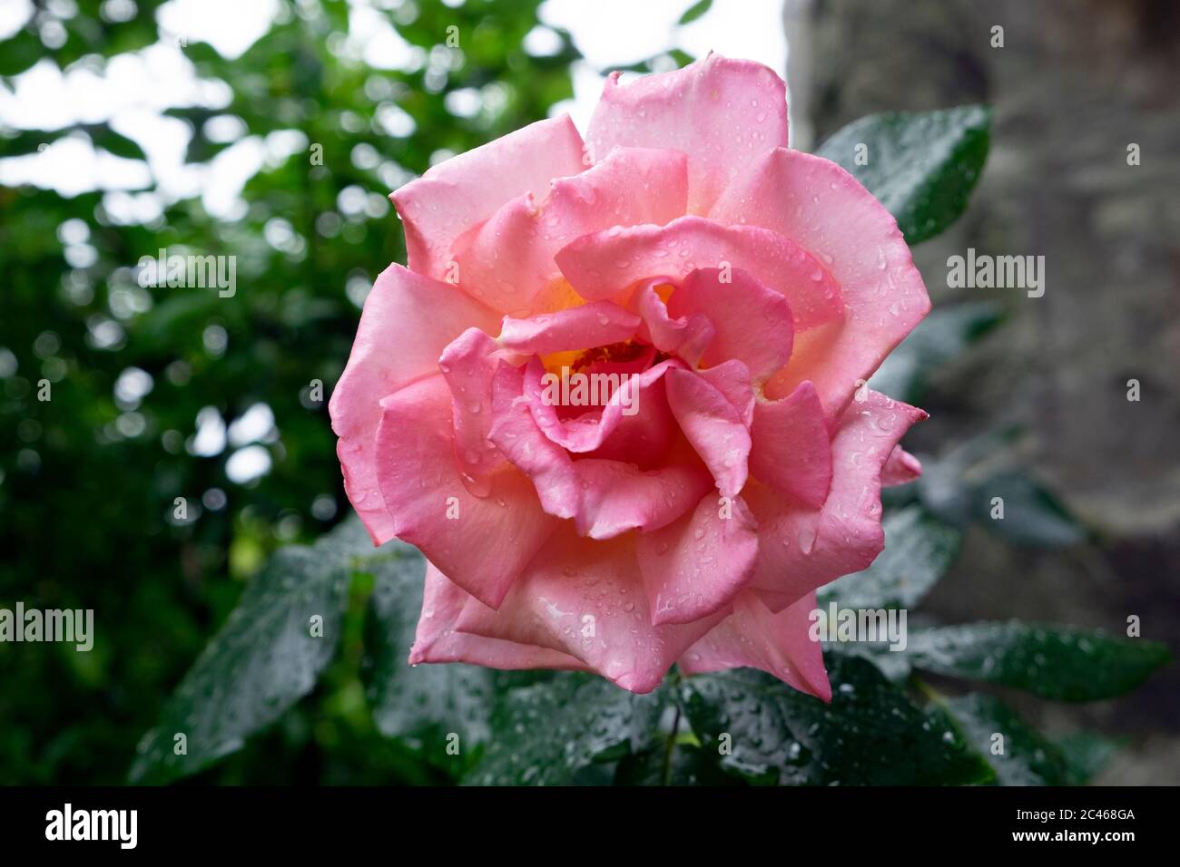 Nahaufnahme einer rosa David Austin Compassion kletternden Rosenblüte in einem Juni Cottage Garten in Wales UK KATHY DEWITT Stockfoto