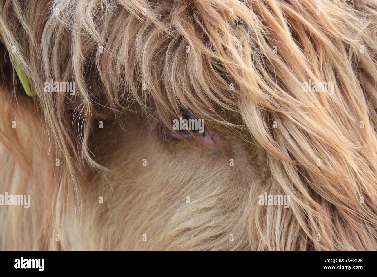 Nahaufnahme eines Hochland-Kühkopfes, der sich auf sein Auge konzentriert Stockfoto