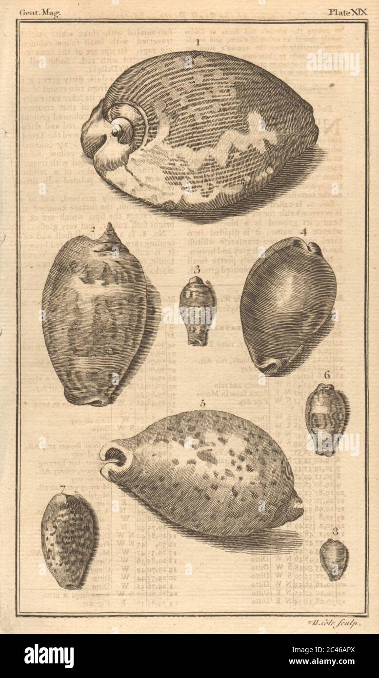 Platte XIX. Muscheln. Feige, Cyproea. Weichtiere 1759 alte antike Druckbild Stockfoto