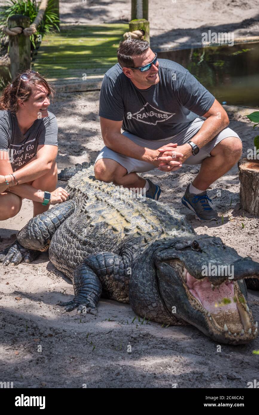 Paar posiert mit einem großen Alligator auf der St. Augustine Alligator Farm in St. Augustine, Florida. (USA) Stockfoto