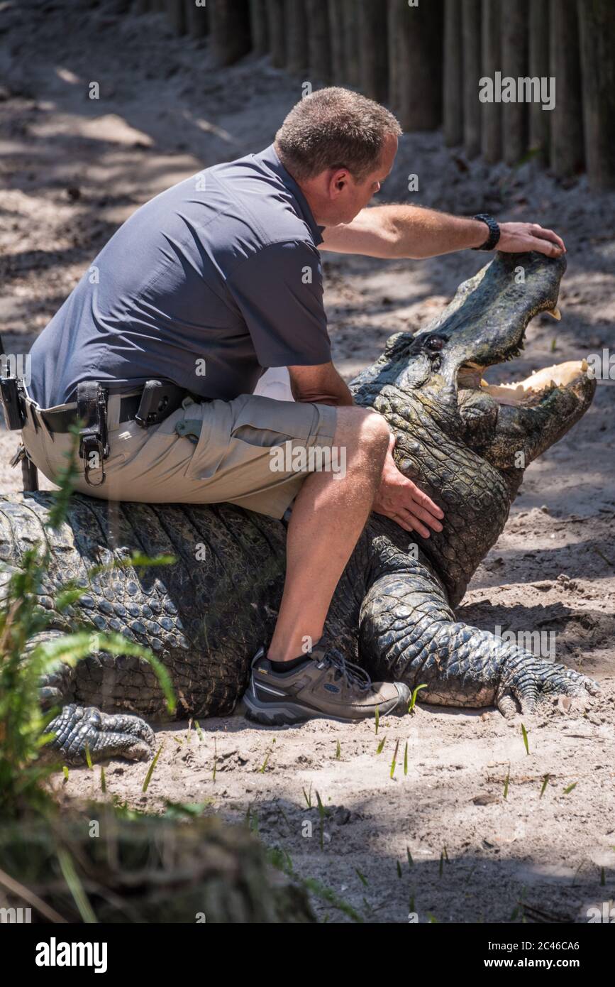 Mann sitzt auf einem großen Alligator auf der St. Augustine Alligator Farm in St. Augustine, Florida. (USA) Stockfoto