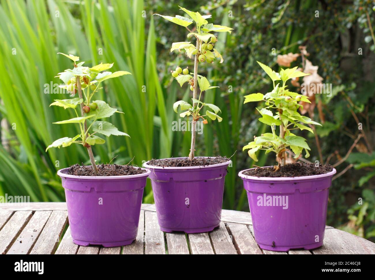 Ribes nigrum. Gesunde, junge Johannisbeerpflanzen, aus Stecklingen entnommen. GROSSBRITANNIEN Stockfoto