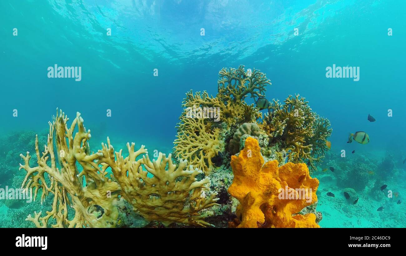 Die Unterwasserwelt des Korallenriffs mit Fischen beim Tauchen. Korallengarten unter Wasser. Panglao, Bohol, Philippinen. Stockfoto