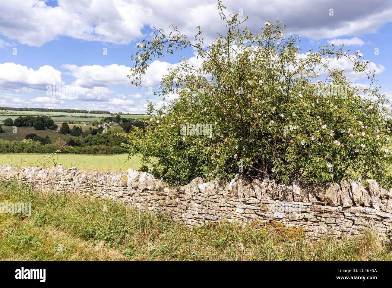 Wildhunderose wächst an einer Trockensteinmauer mit Blick auf das Cotswold Dorf Compton Abdale, Gloucestershire UK Stockfoto