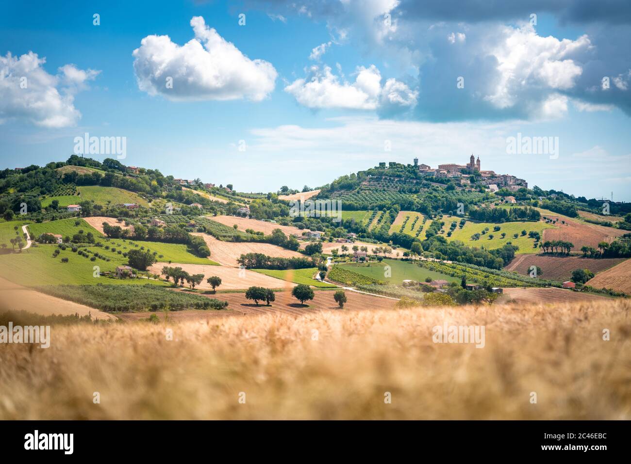 Marche Region, kultivierte Hügel im Sommer, Wiese, Weizen und grünen Feldern. Italien Stockfoto