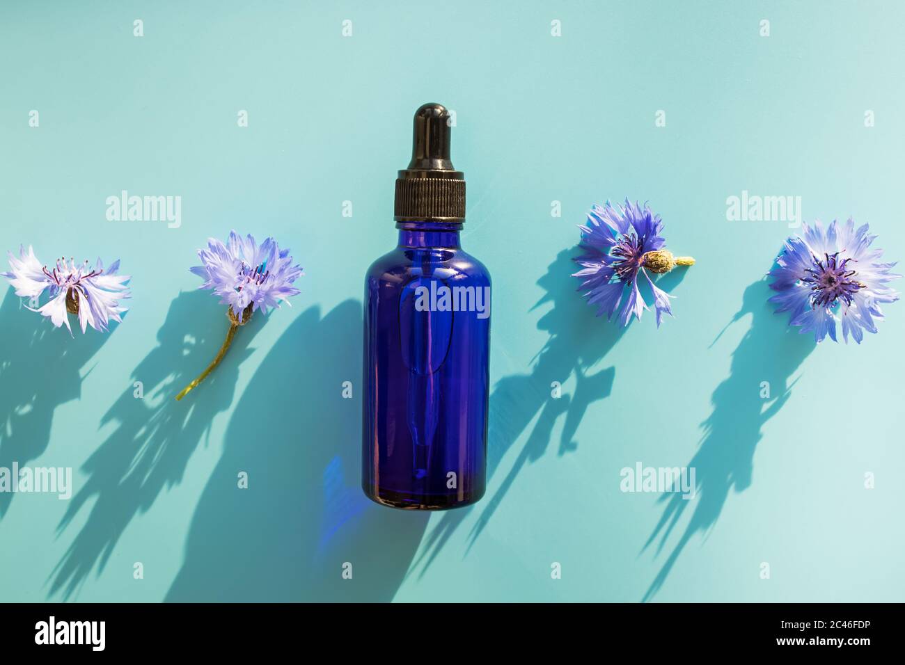 Kosmetisches Öl oder Serum, bluetblaue Flasche und Blumen auf blauem Hintergrund Stockfoto