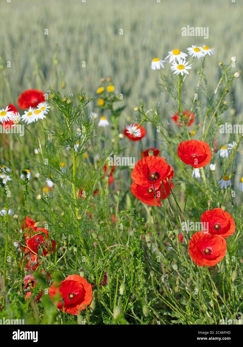 Roter Maismohn, Papaver rhoeas, am Feldrand Stockfoto