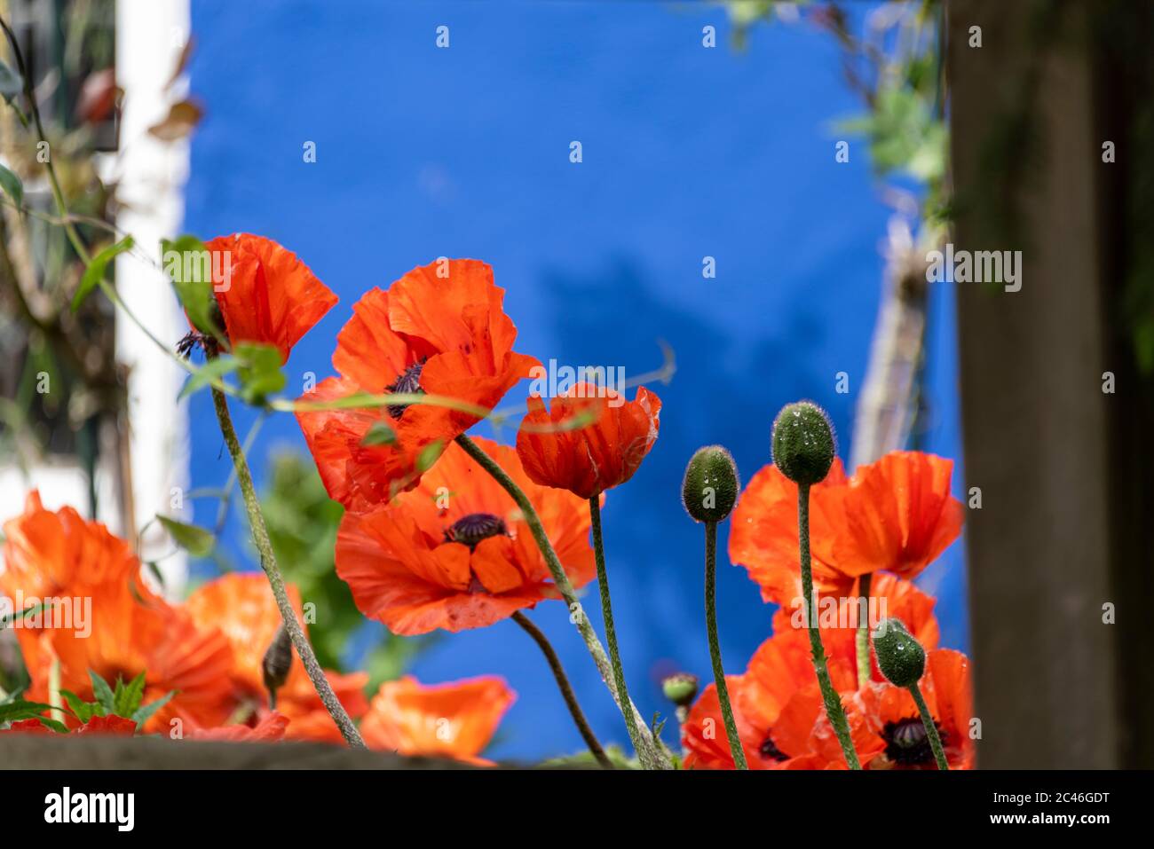 Hiddensee, Deutschland. Juni 2020. Rote Mohnblumen wachsen an der Blauen Scheune in Vitte auf Hiddensee. Quelle: Stephan Schulz/dpa-Zentralbild/ZB/dpa/Alamy Live News Stockfoto