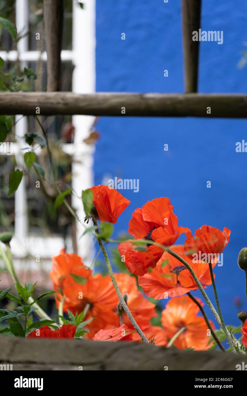 Hiddensee, Deutschland. Juni 2020. Rote Mohnblumen wachsen an der Blauen Scheune in Vitte auf Hiddensee. Quelle: Stephan Schulz/dpa-Zentralbild/ZB/dpa/Alamy Live News Stockfoto
