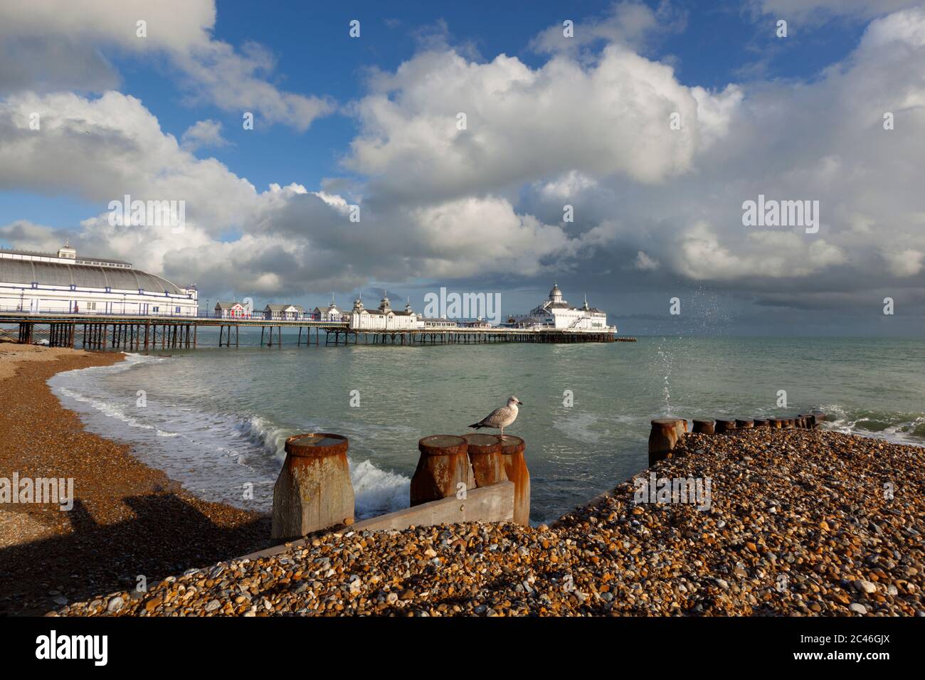Seagull thront auf Groyne vor dem Pier, Eastbourne, East Sussex, England, Großbritannien, Europa Stockfoto