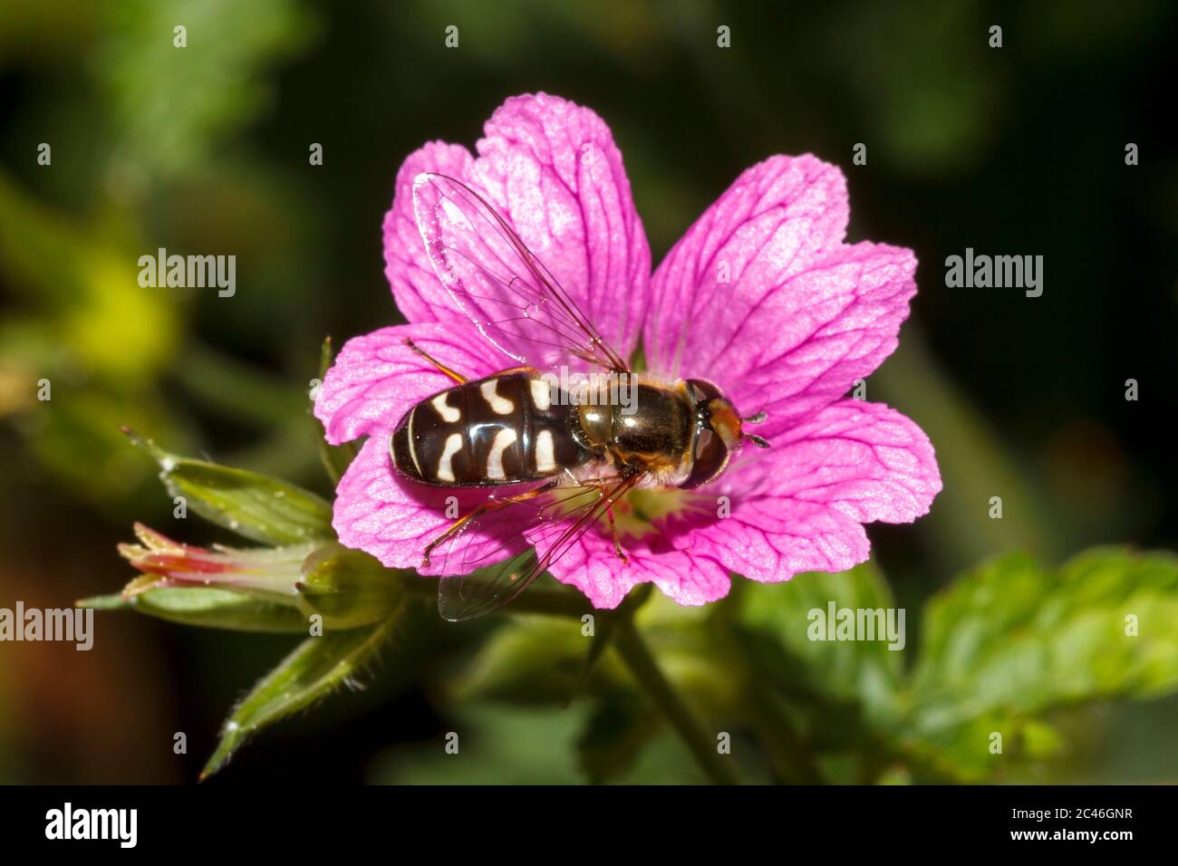 Pied Hoverfly (Scaeva pyrastri) Sussex Garden, Großbritannien Stockfoto