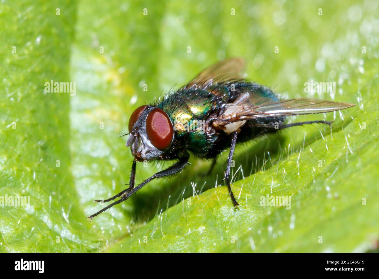Blowfly (Lucilia Species) Sussex Garden, Großbritannien Stockfoto