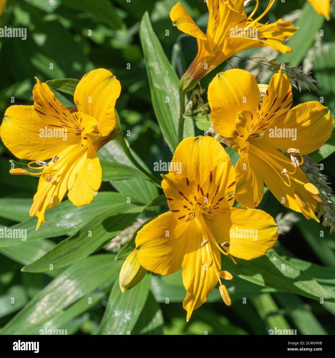 Helles Gelb und Maroon gesprenkelt Alstroemeria Blumen in voller Blüte in einem Garten in Alsager Cheshire England Vereinigtes Königreich Großbritannien Stockfoto