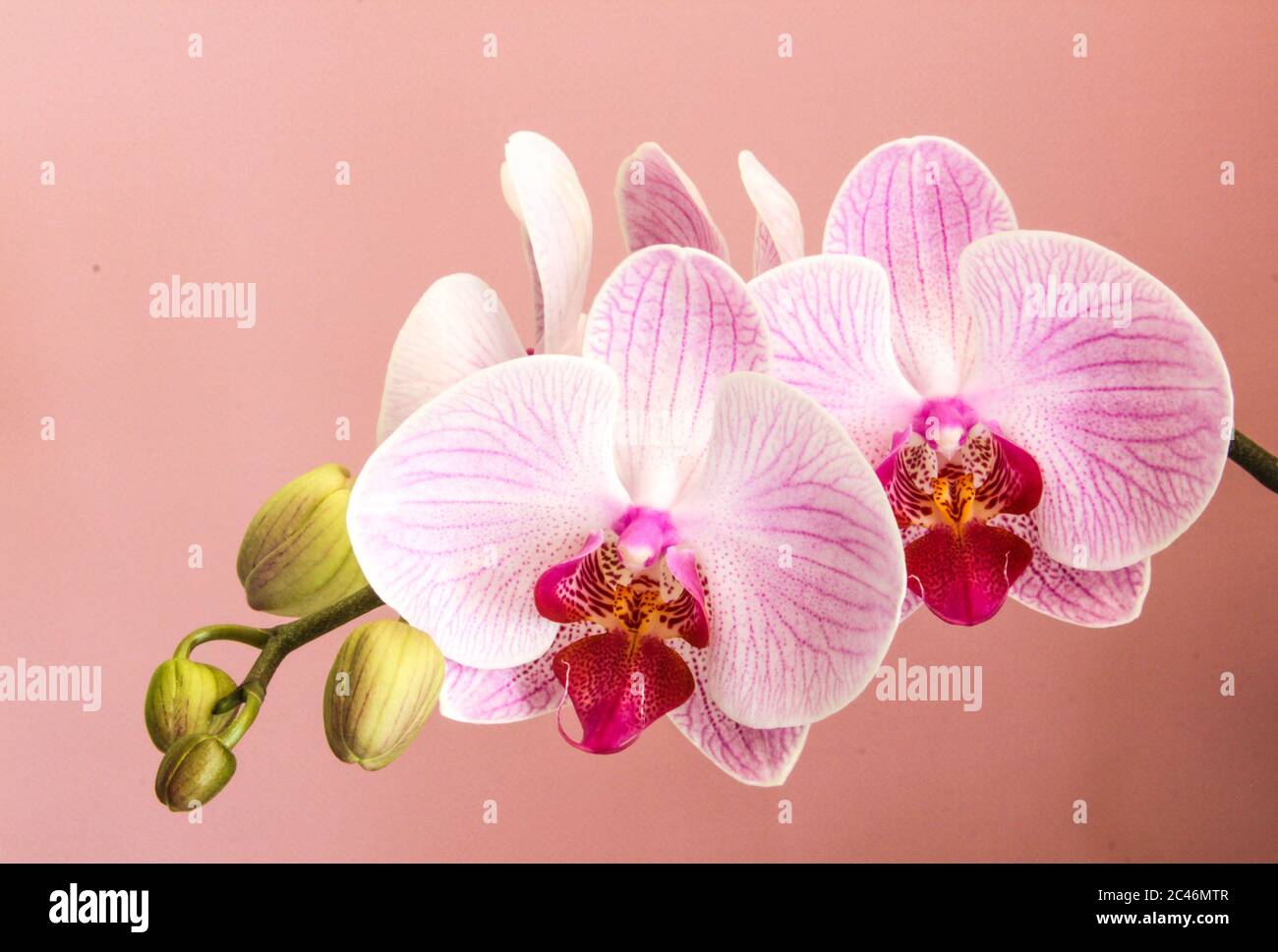 Schmetterling Orchidee Phalaenopsis in voller Blüte auf einem rosa Hintergrund. Stockfoto