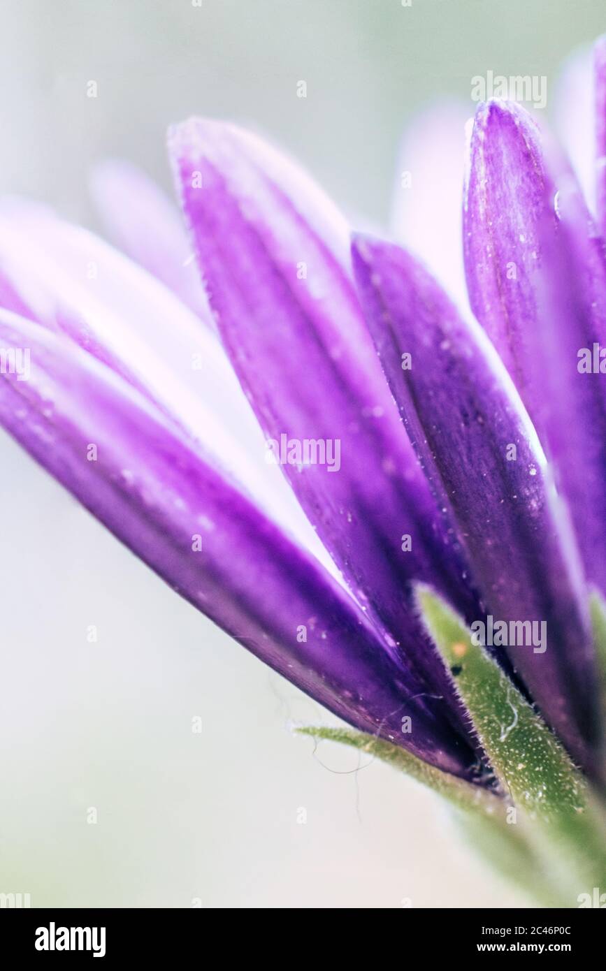 Makroaufnahme eines violetten osteospermum isoliert auf einem weißen Hintergrund Stockfoto