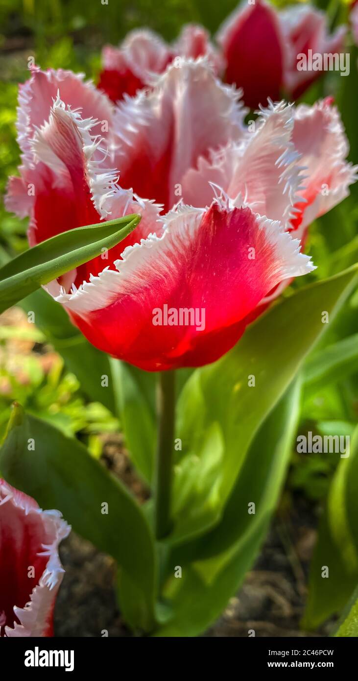 Blühende Tulpe im Garten. Seltene Fransen Tulpe. Blühende Frühling rot weiß umsäumte Tulpe Stockfoto