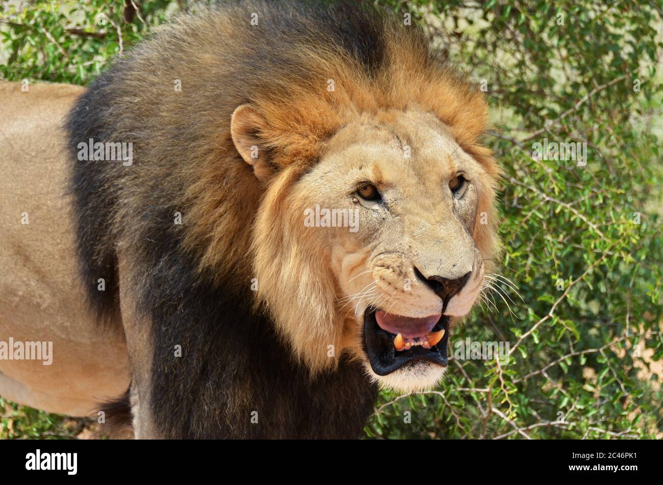 Männliche Löwen brüllt im afrikanischen Buschland, Namibia. Afrika Stockfoto