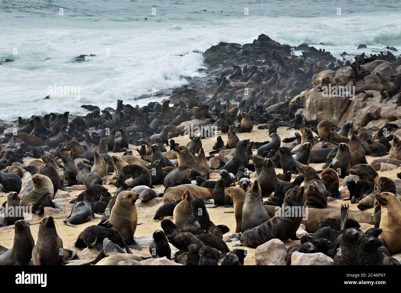 Kapfellrobben an der Steinküste des Atlantiks. Robbenkolonie am Cape Cross, Skeleton Coast, Namibia. Die größte Kolonie der Welt Stockfoto