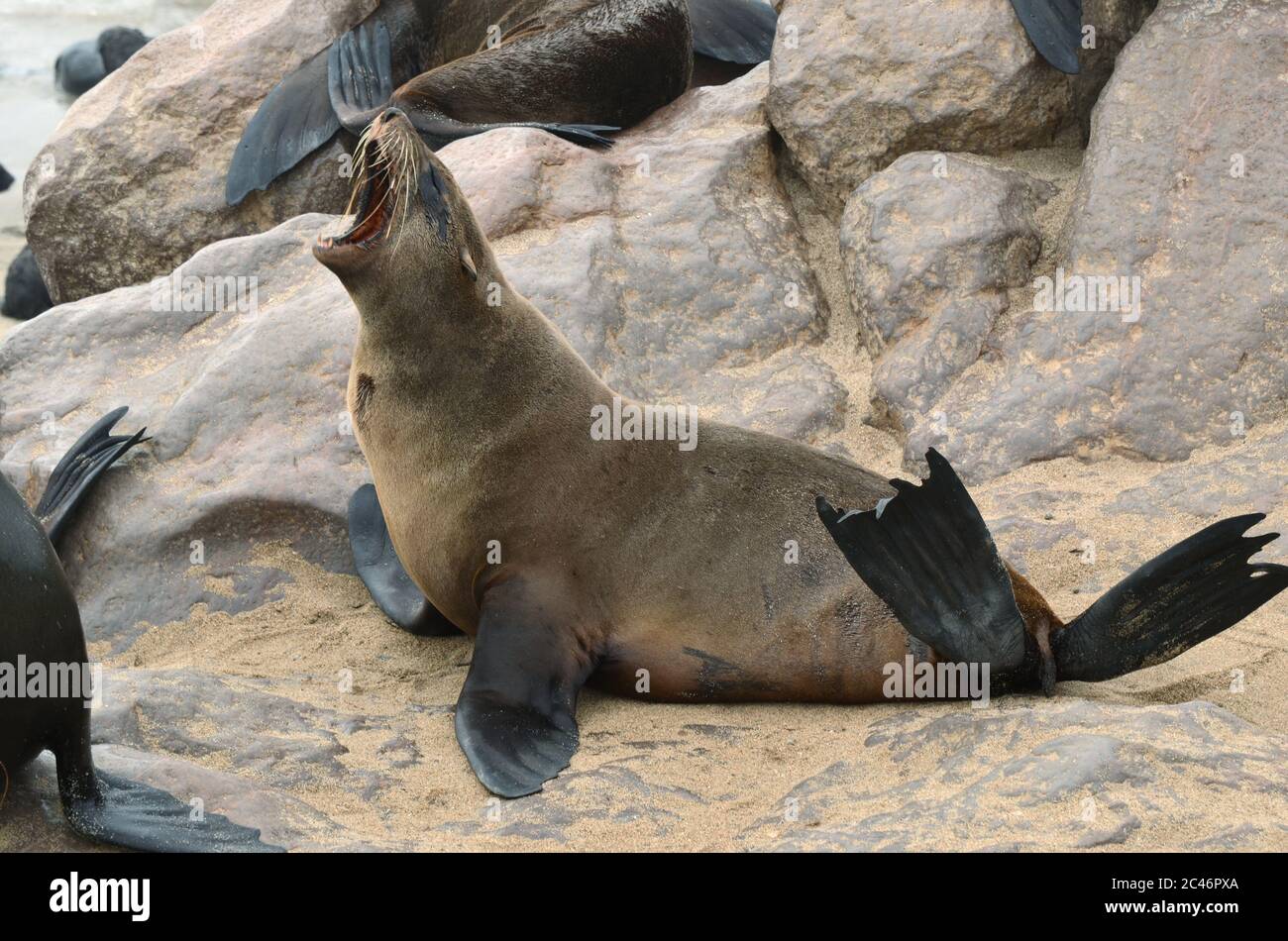 Kapfellrobbe brüllt an der Steinküste des Atlantiks. Robbenkolonie am Cape Cross, Skeleton Coast, Namibia. Afrika Stockfoto