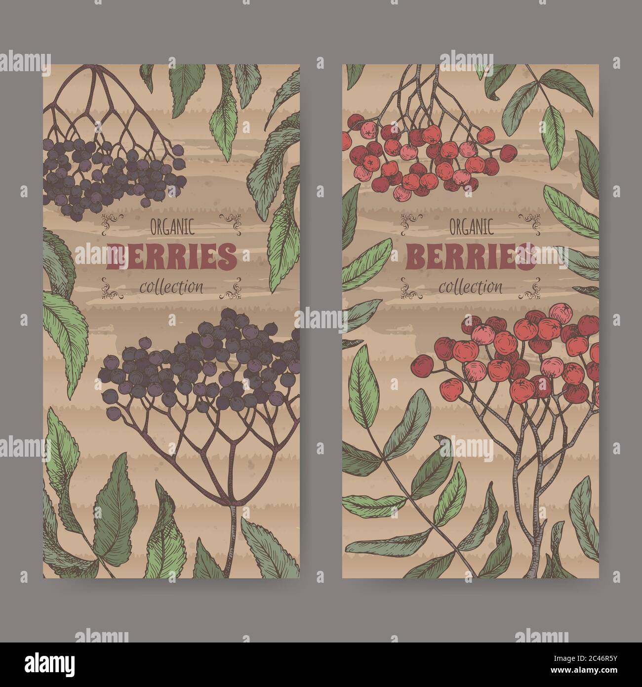 Set aus zwei Farbetiketten mit Sambucus aka Holunderbeere und Rowan aka Sorbus aucuparia Zweig Skizze. Berry Fruits Serie. Stock Vektor