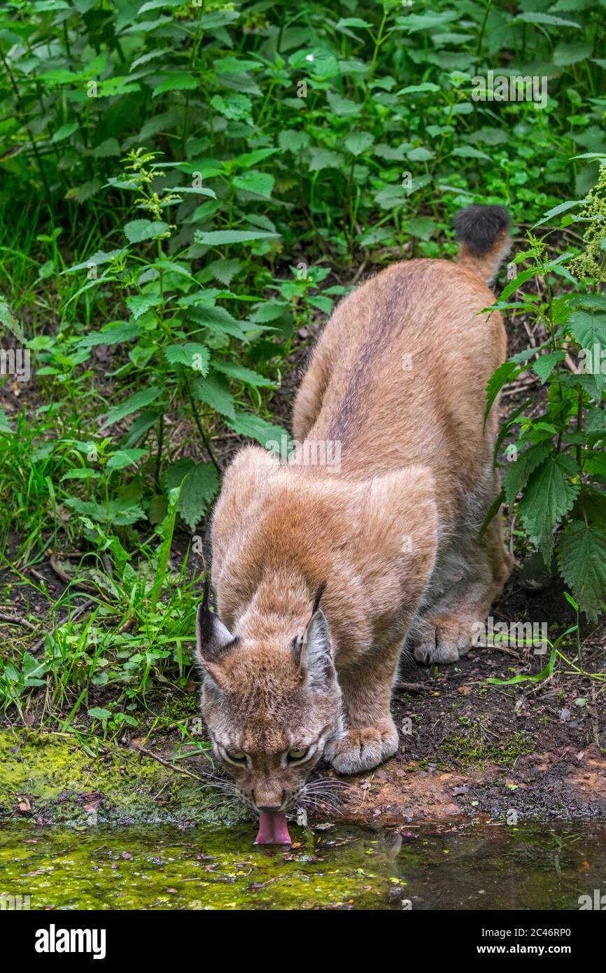 Eurasischer Luchs (Luchs Luchs) Trinkwasser aus Teich im Wald Stockfoto