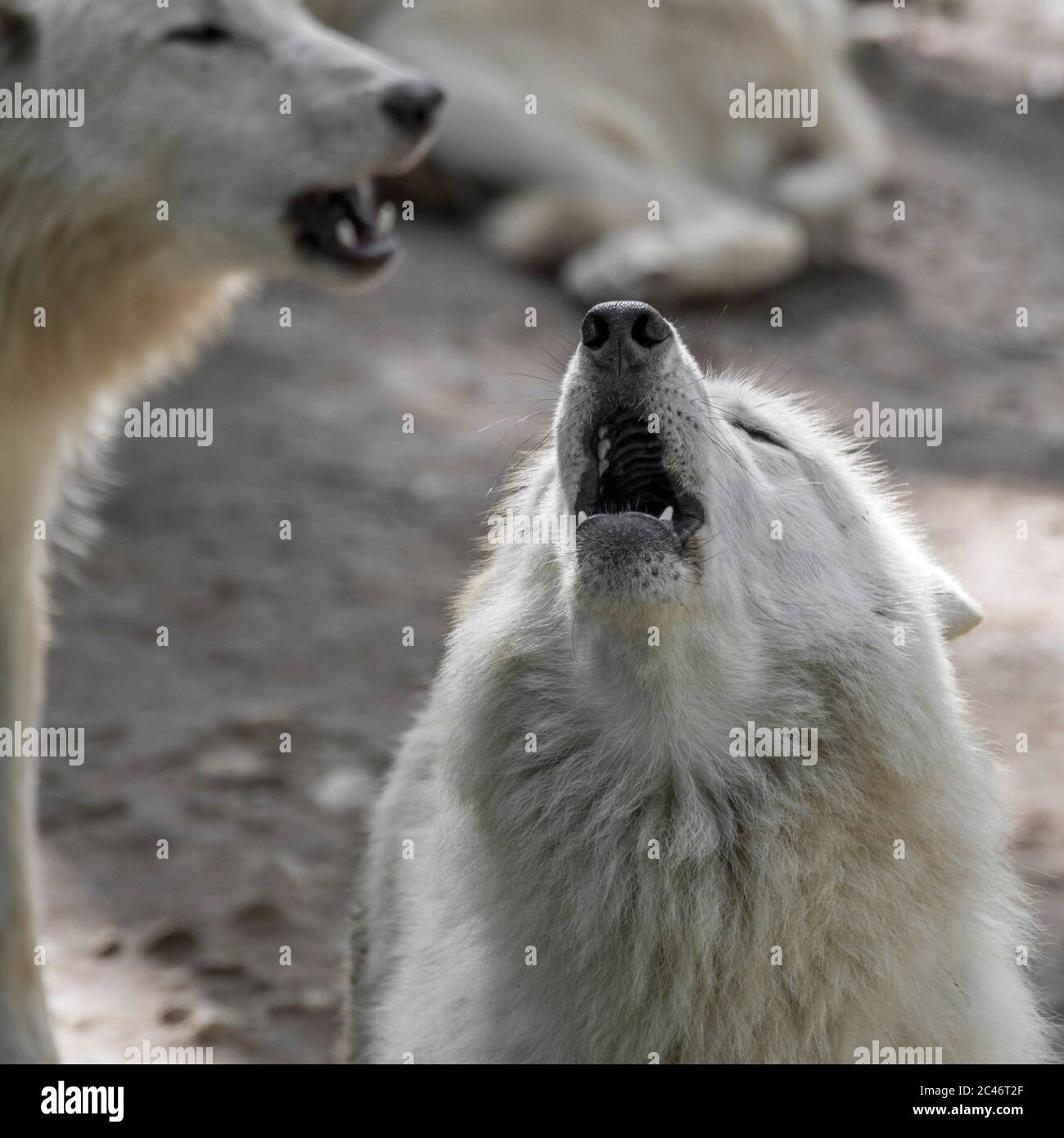 Hudson Bay Wolfsrudel (Canis lupus hudsonicus) weiße Wölfe heulen in der Nähe von Höhle, aus Kanada Stockfoto