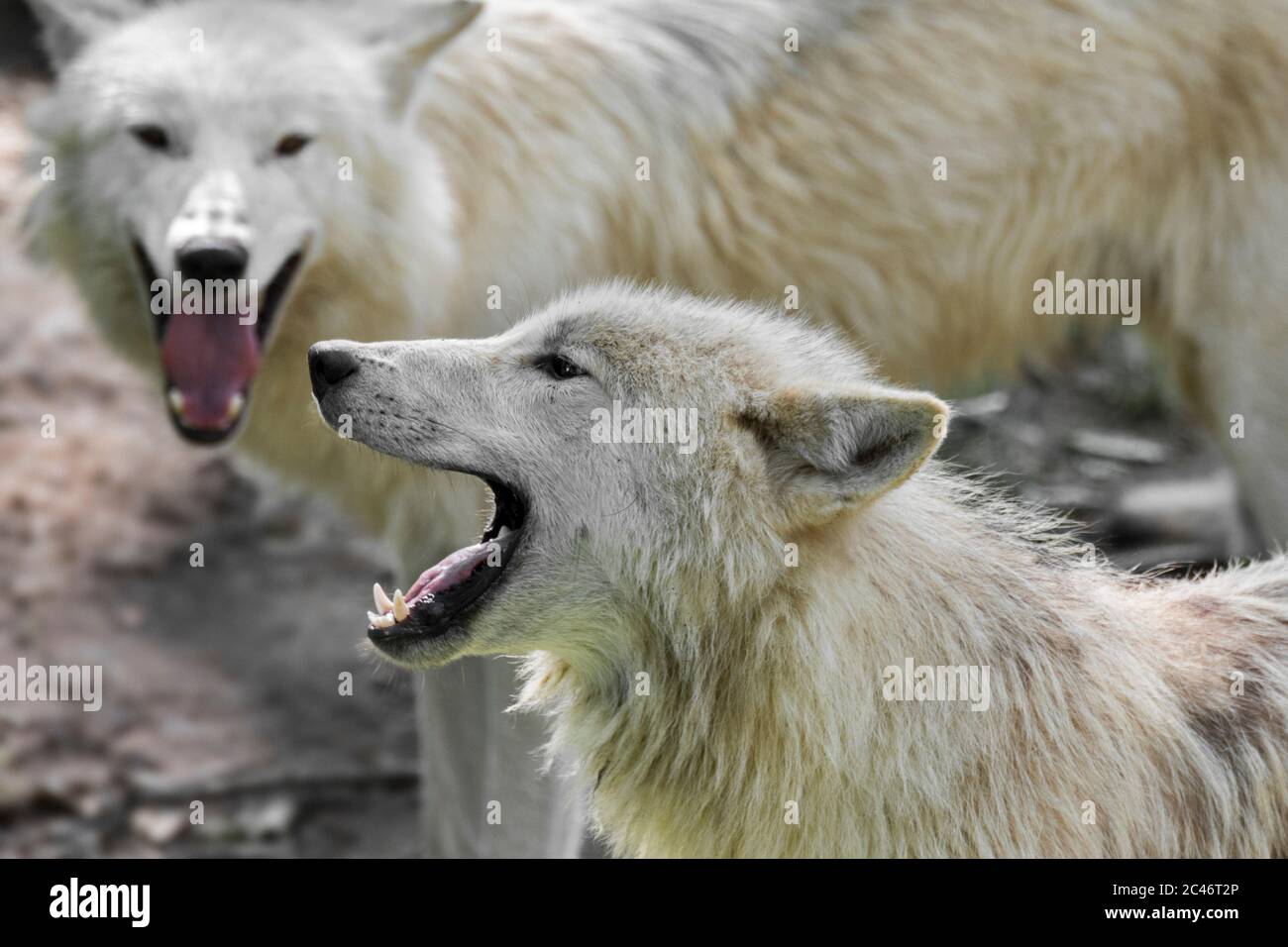 Hudson Bay Wolfsrudel (Canis lupus hudsonicus) zwei weiße Wölfe heulen in der Nähe von Höhle, aus Kanada Stockfoto