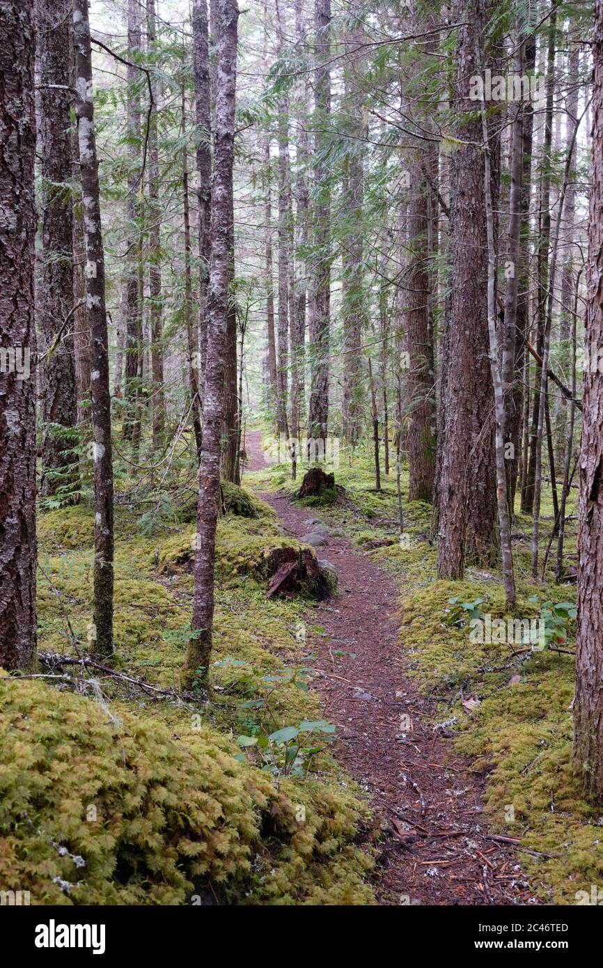 Schmale Pfade schlängeln sich durch Nadelwälder, die den Wanderer zur Erkundung der Gegend um den Chilliwack Lake Provincial Park Campground, BC, Kanada, führen Stockfoto