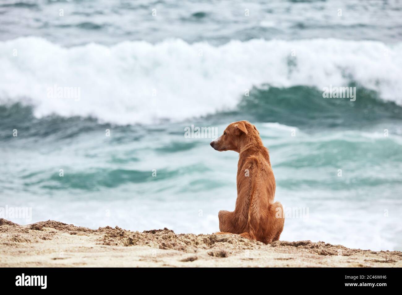 Einsamer Hund sitzt am Strand und schaut aufs Meer. Stockfoto