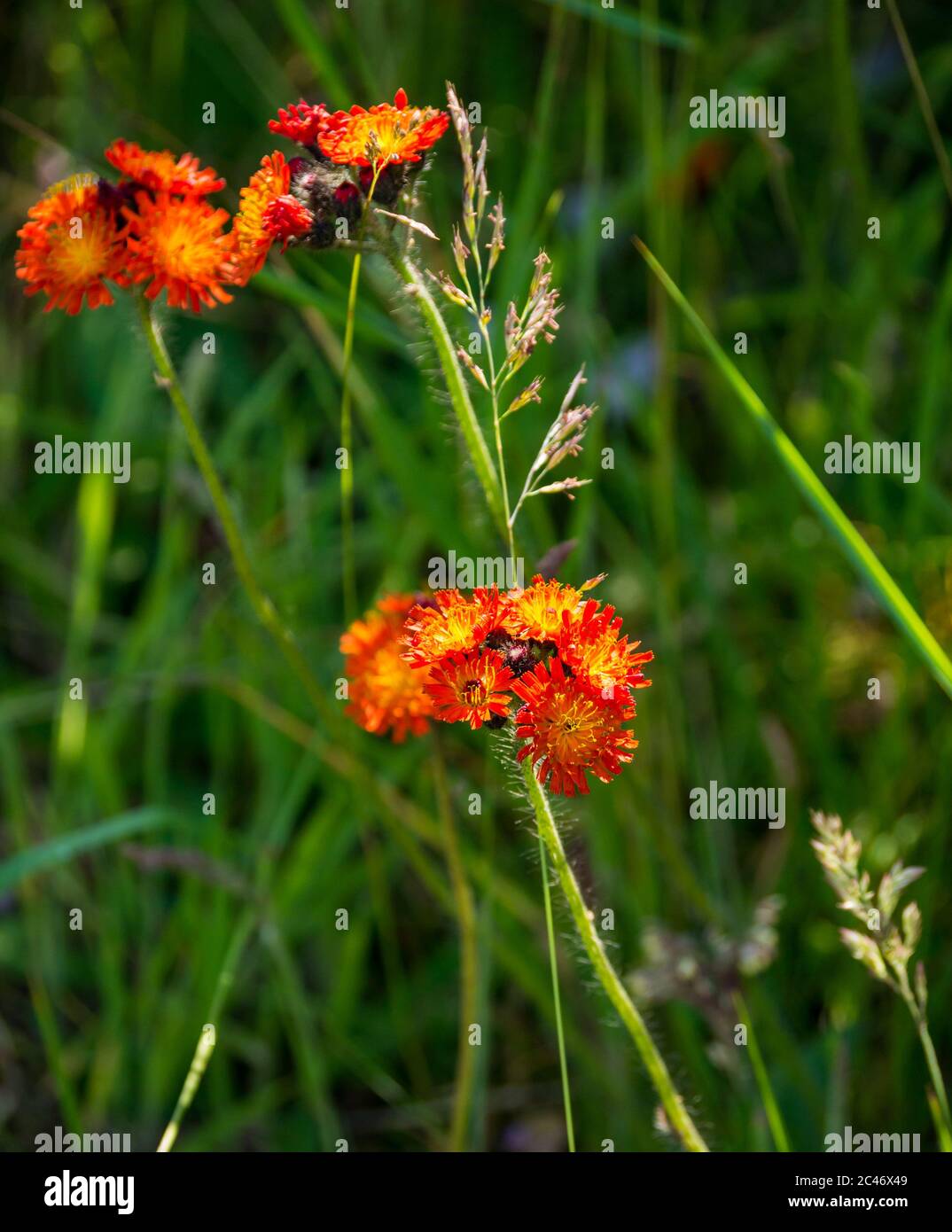 Orange Wildblumen: fuchs-und-Junge, Teufels Pinsel, grimmig-der-Collier, orange Falkenbiss oder Pilosella aurantiaca, Schottland, UK Stockfoto
