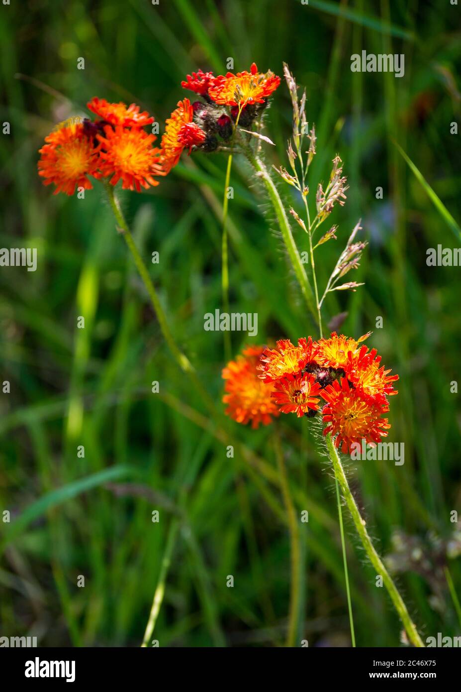 Orange Wildblumen: fuchs-und-Junge, Teufels Pinsel, grimmig-der-Collier, orange Falkenbiss oder Pilosella aurantiaca, Schottland, UK Stockfoto