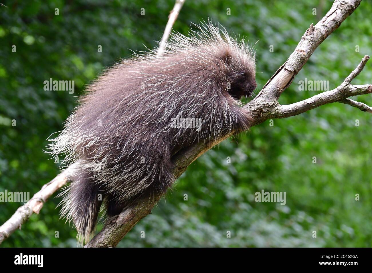 Nordamerikanisches Stachelschwein, kanadisches Stachelschwein oder gewöhnliches Stachelschwein, Urson, Baumstachelschwein, Erethizon dorsatum, észak-amerikai kúszósül Stockfoto