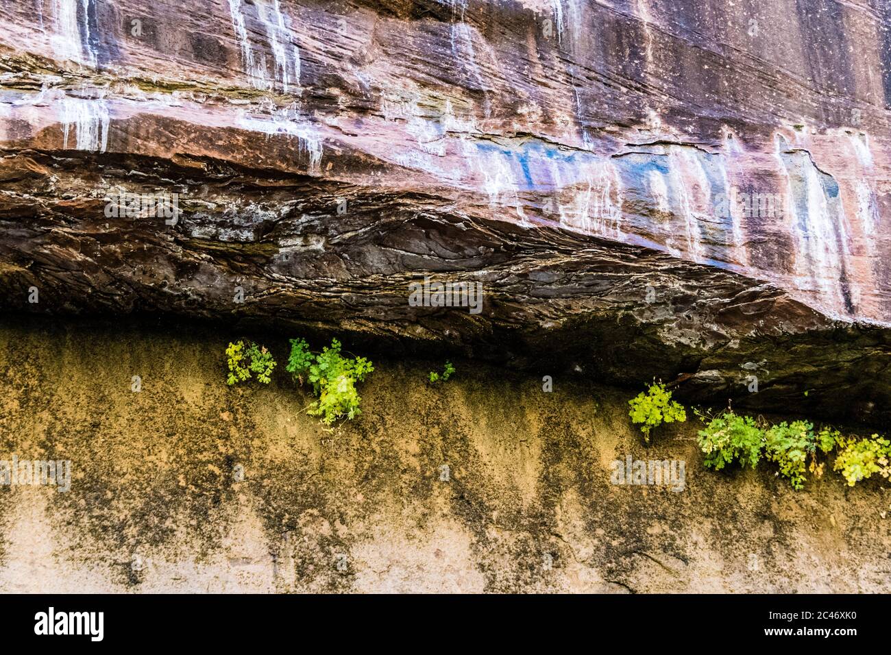 Hängende Gärten an den bunten Sandsteinfelsen entlang des Riverside Walk im Zion National Park, Utah, USA Stockfoto