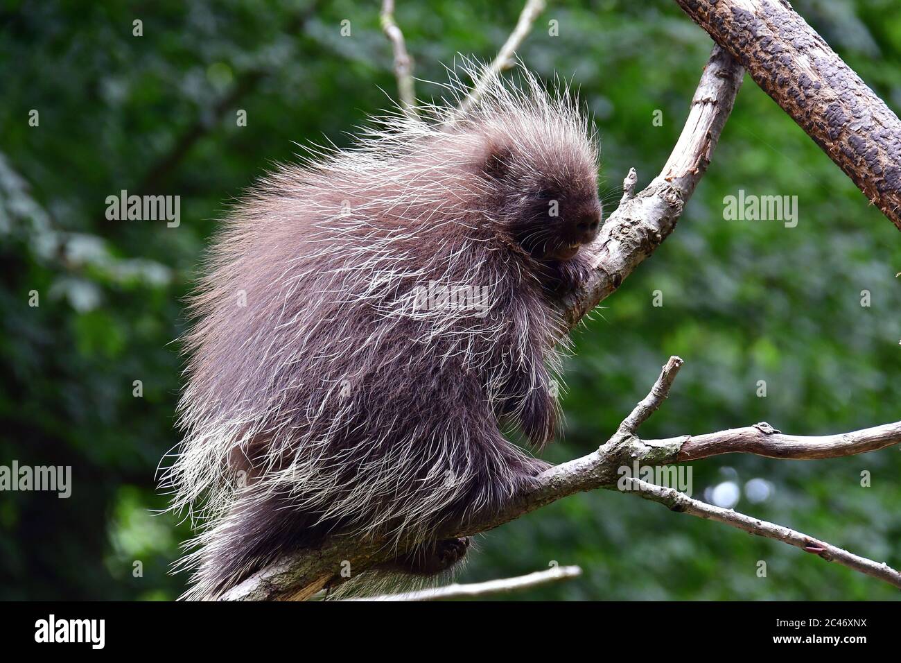 Nordamerikanisches Stachelschwein, kanadisches Stachelschwein oder gewöhnliches Stachelschwein, Urson, Baumstachelschwein, Erethizon dorsatum, észak-amerikai kúszósül Stockfoto