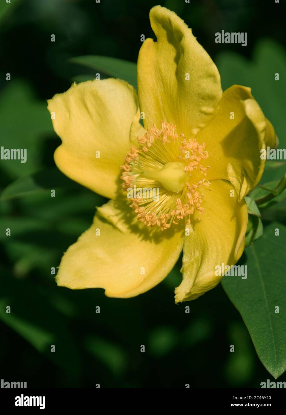Hypericum 'Hidcote' Stockfoto