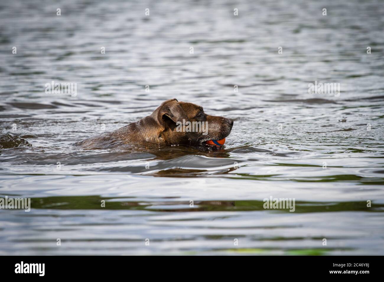 Schwarzer Hund schwimmt im Wasser und holt einen Ball Stockfoto