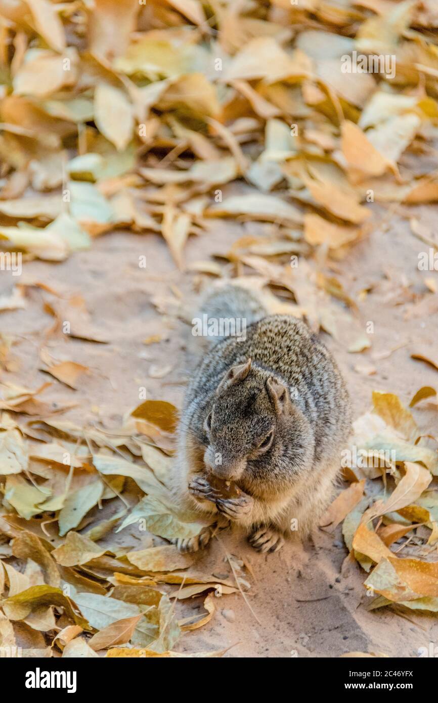 Rock Squirrel, Otospermophilus variegatus, Essen im Zion National Park, Utah, USA Stockfoto